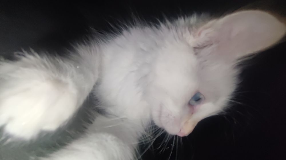 Котик в добрые руки
