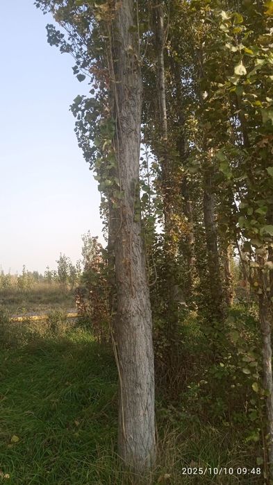 Мирза терак сотилади.