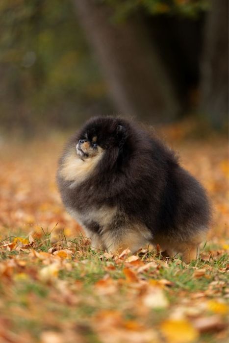 Щенок померанского шпица , девочка