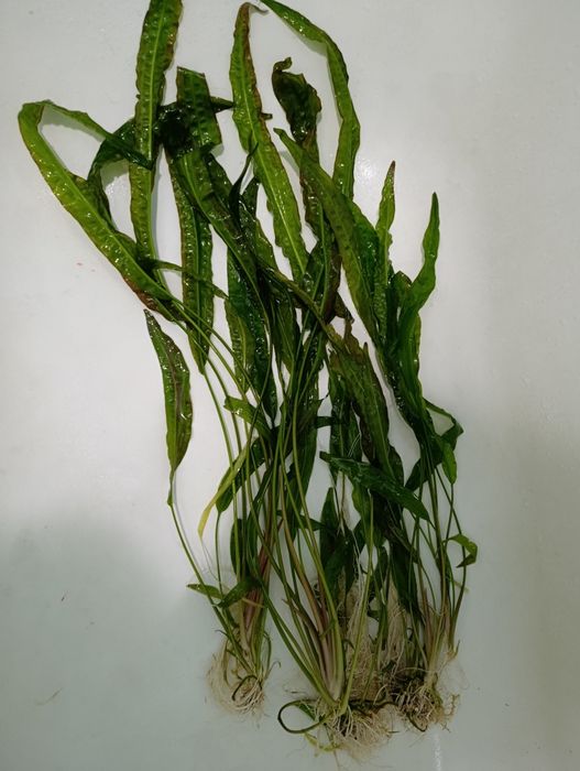 Продам водоросли