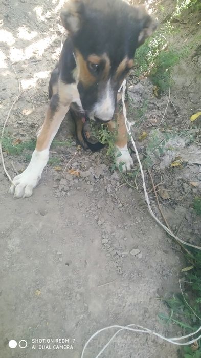 It sotiladi zoti kirem bl