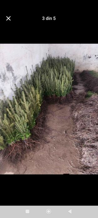 puieți brad molid pin