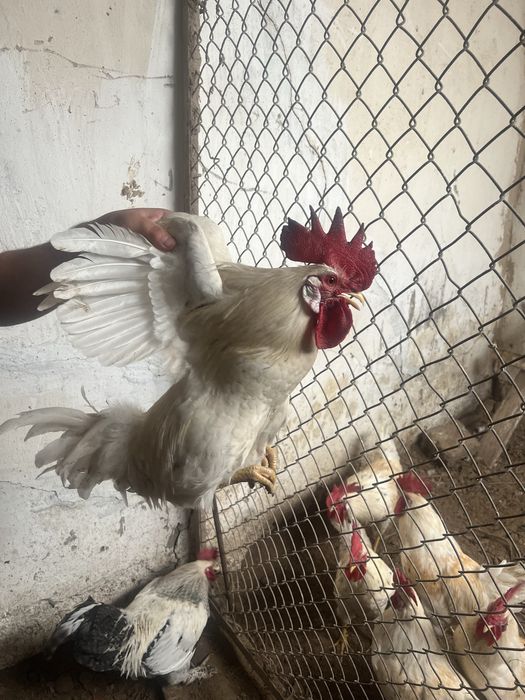 Годовалые петухи домашнии