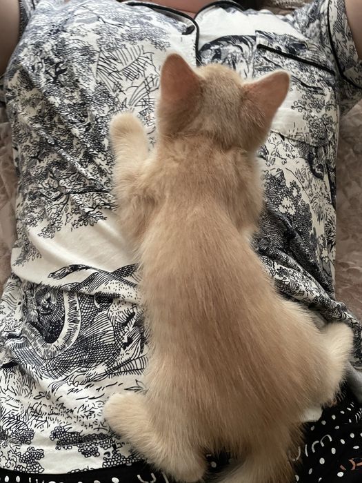Котенки бесплатно