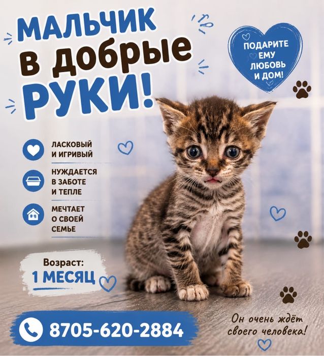 Пристраиваются котята