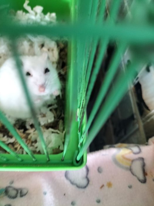 Отдам джунгарского хомяка