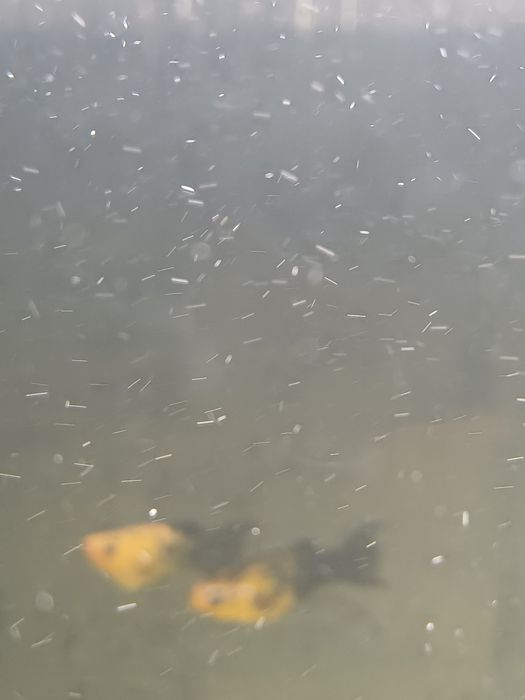 Молинезия и меченосец