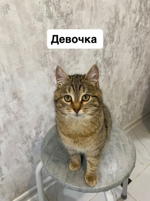 Отлам в хорошие руки