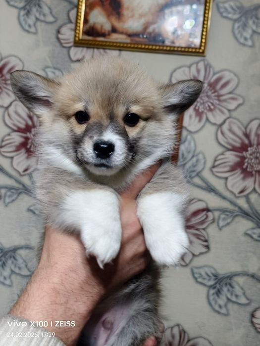 Очаровательные щенки вельш корги пемброк.