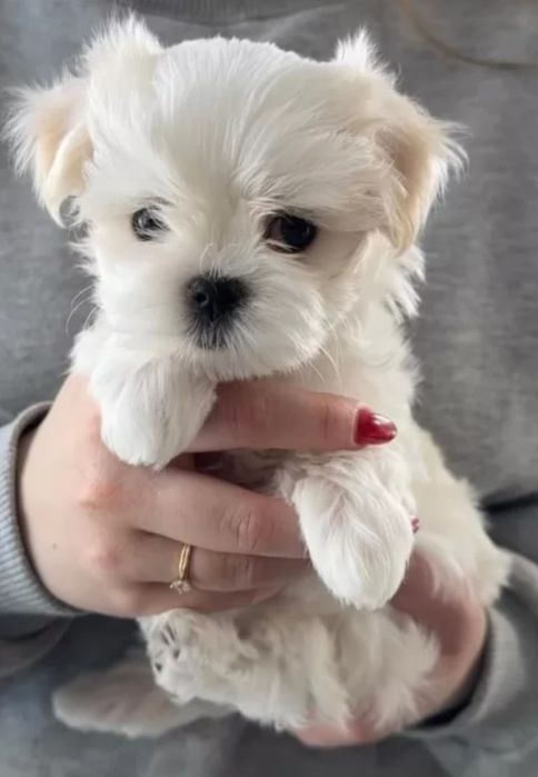 Bichon Maltese – un suflețel mic, o iubire nemărginită!
