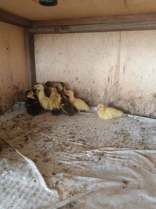 Продам индоутят активни