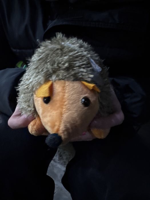 продам лесного ежа