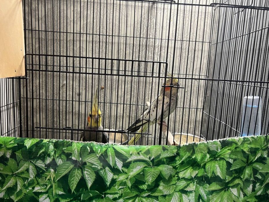 Продается пара красивых дружных карел