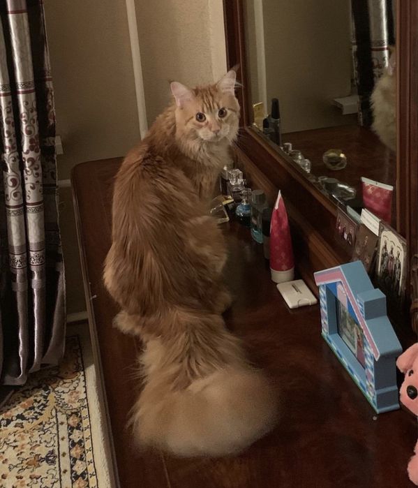 Котята мейн-куны