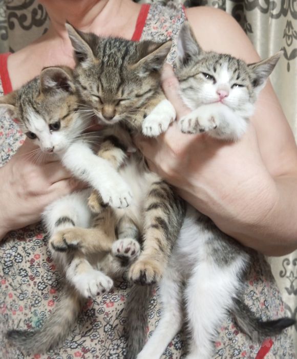 Отдам котят в добрые руки.
