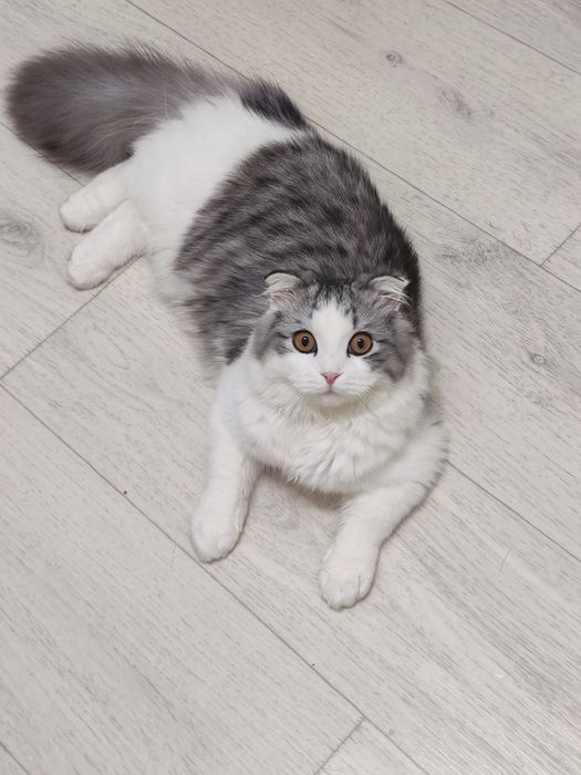 Ищем невесту для вязки