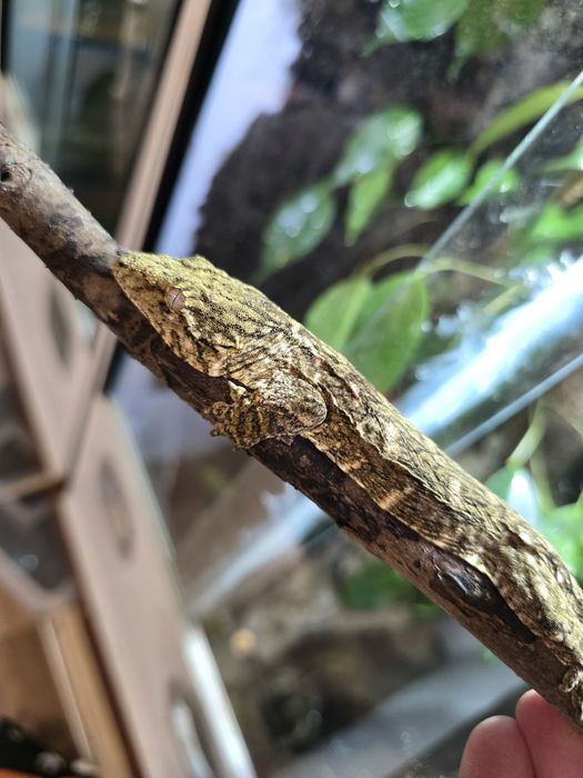 Rhacodactylus leachianus mount koghis