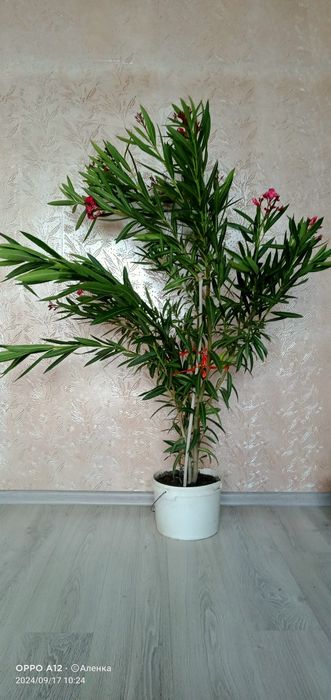 Домашние цветы .