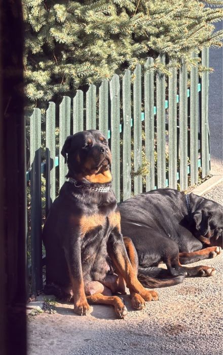 Щенки ротвейлера