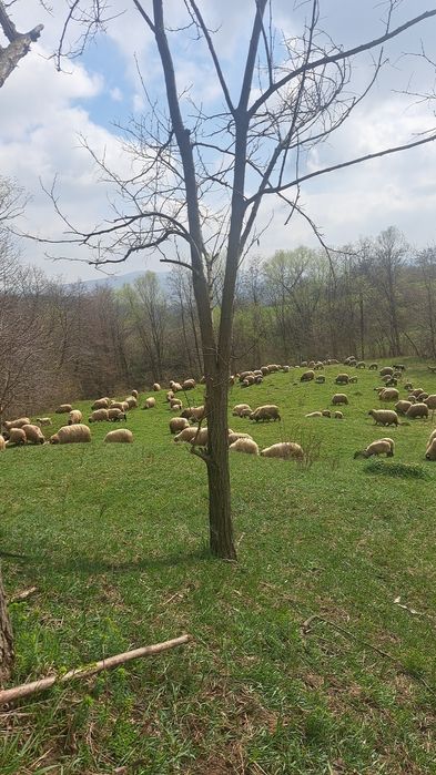 Oi țurcane de vânzare