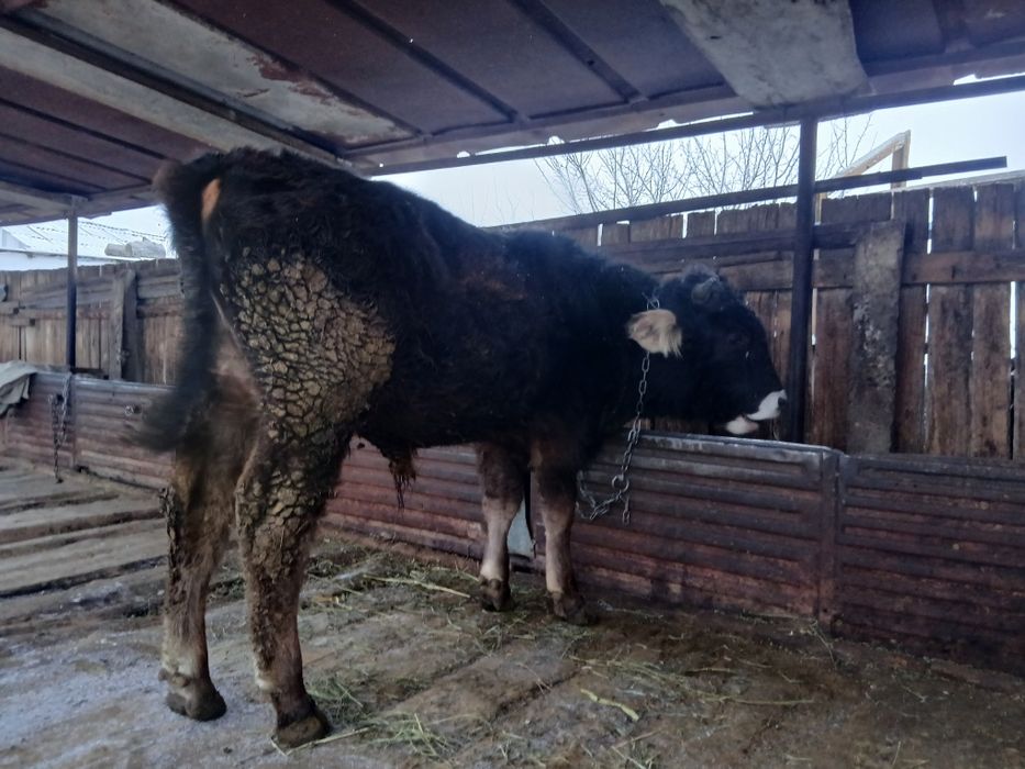 Продам годовалого бычка