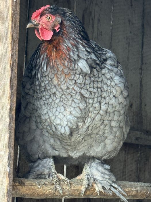 Gaini Brahma - albastru