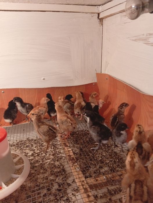 Балапан Цыплята разные