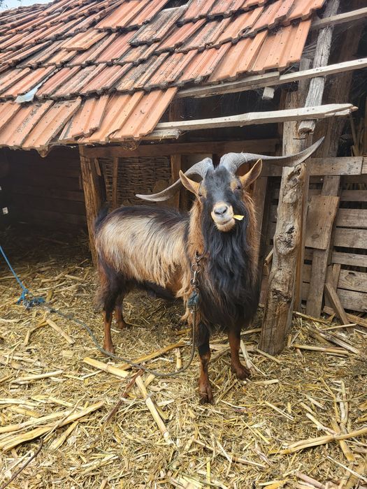 Capre/ țap alpin francez