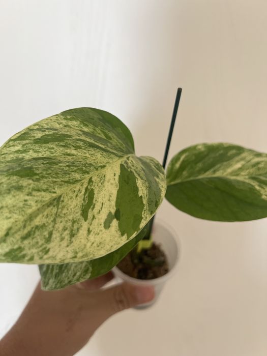 Эпипренум вариегатный