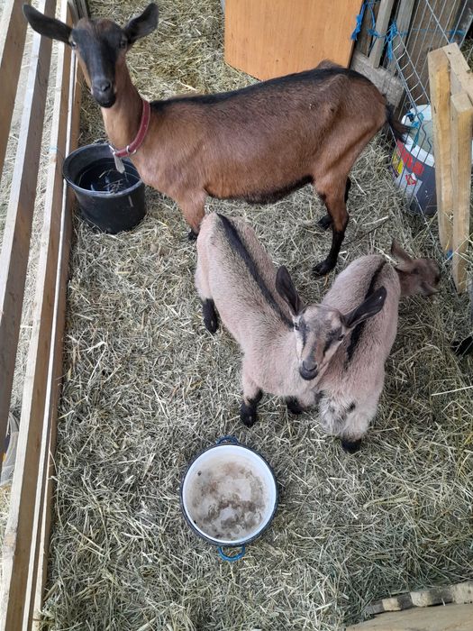 Capre alpine franceze