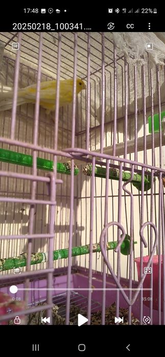 Kanarekani zo'ri sayrog'ni yorvotti toshkentda  tel qiling  gaplashami