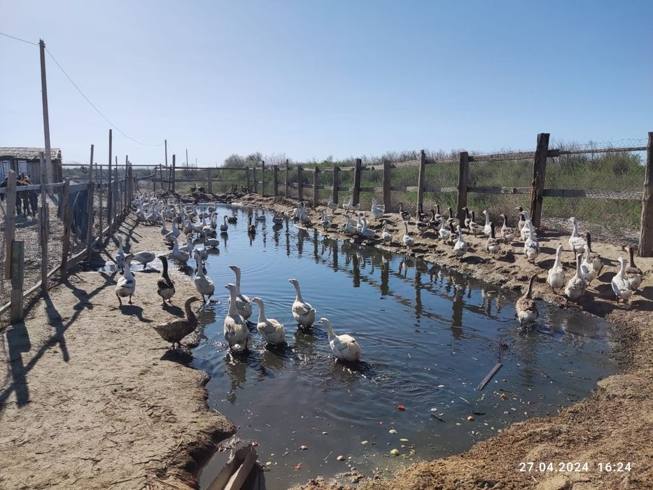 Яйца гусиные инкубационные