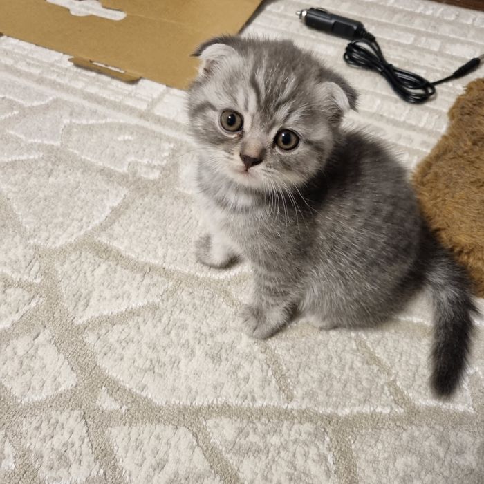 Котята британские