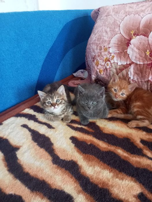 Отдам котят в добрые руки