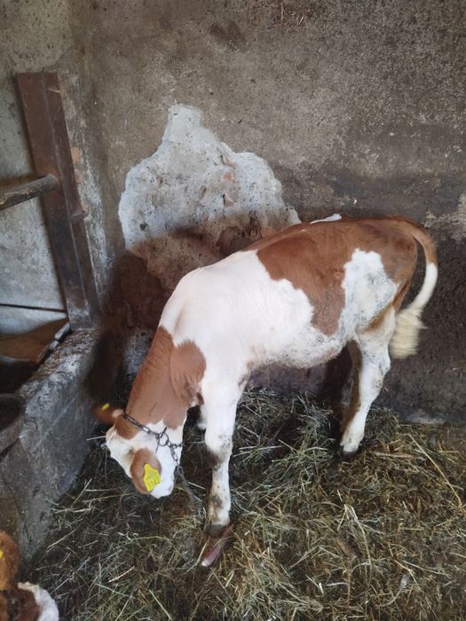 De vânzare 2 tăurași