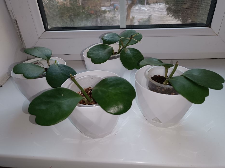 Цветок Хойя керри