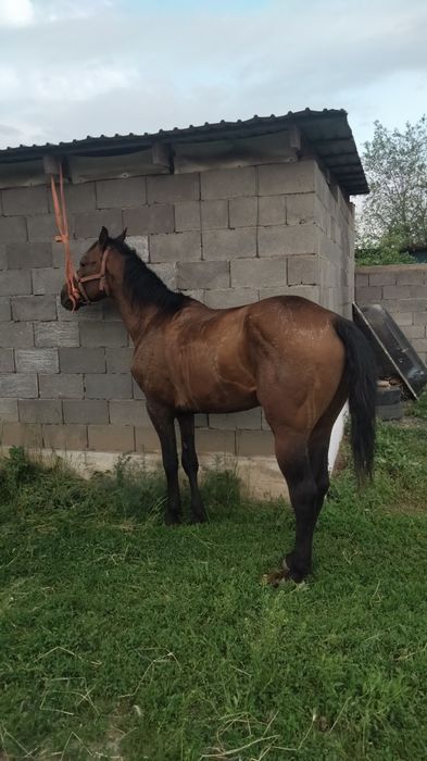 Айғыр сатылады дөнен