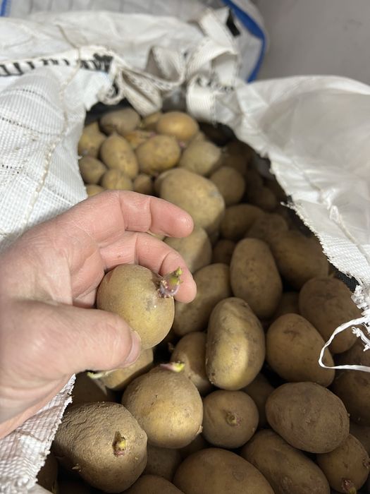 Cartofi de Semāntā si de consum  COVASNA