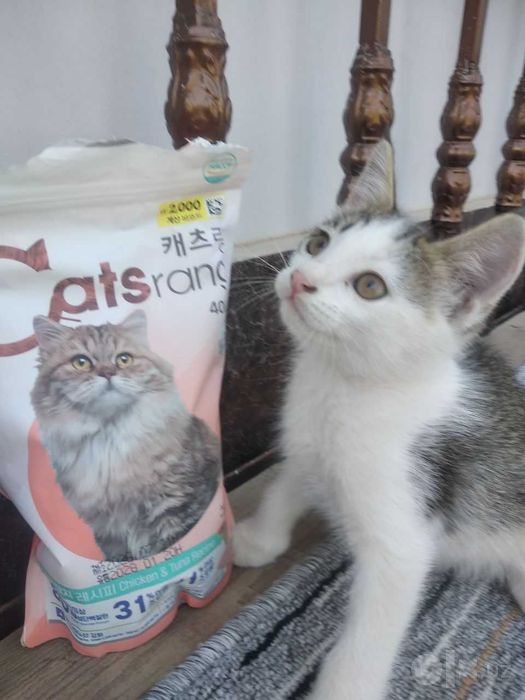 Mushukcha, котенок