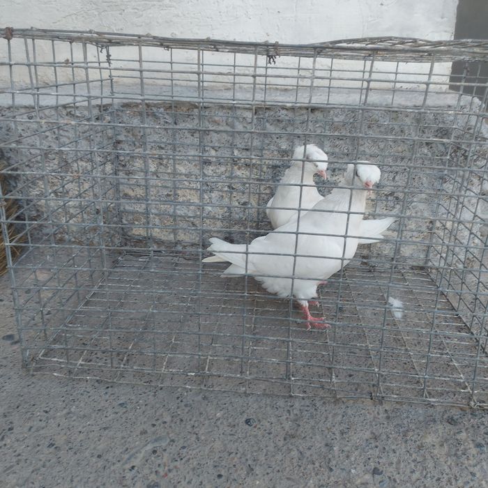 Бели двух чуби самец самка питак