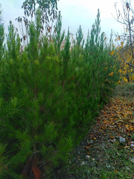 Арчалар бор арзон нархларда келишилган холда сотилади