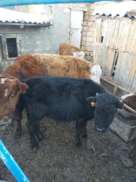 Продам телят ,,,