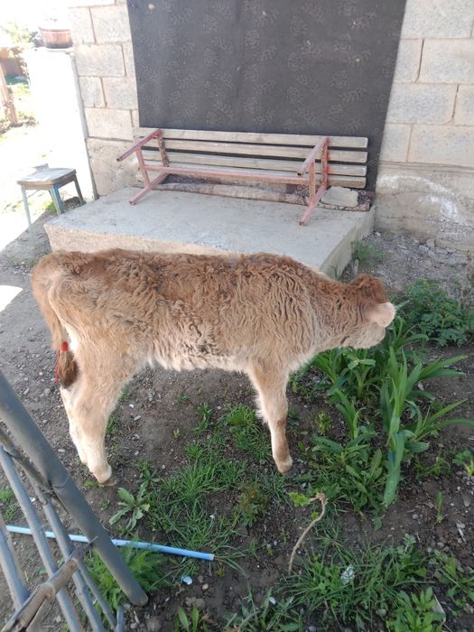 Теленок 2 месяца