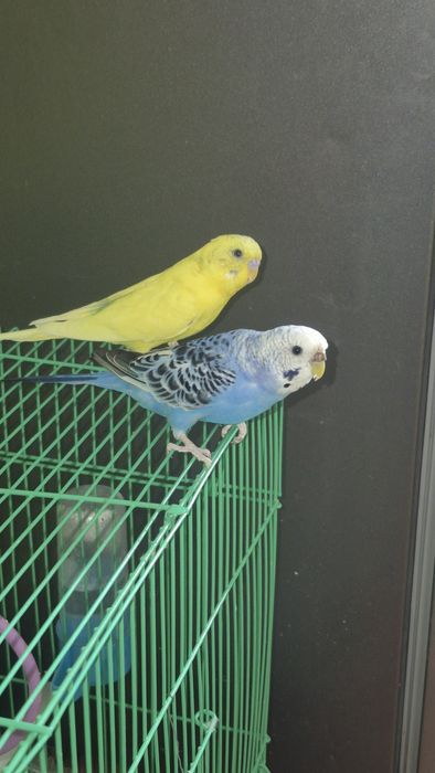 Волнистый папугай