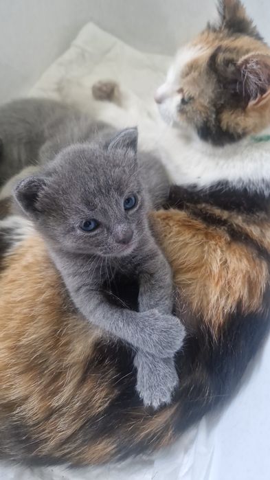 Котята       мальчик и девочка