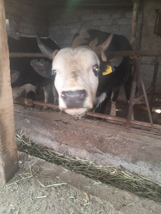 Прадаётся бычок год 4 месяца