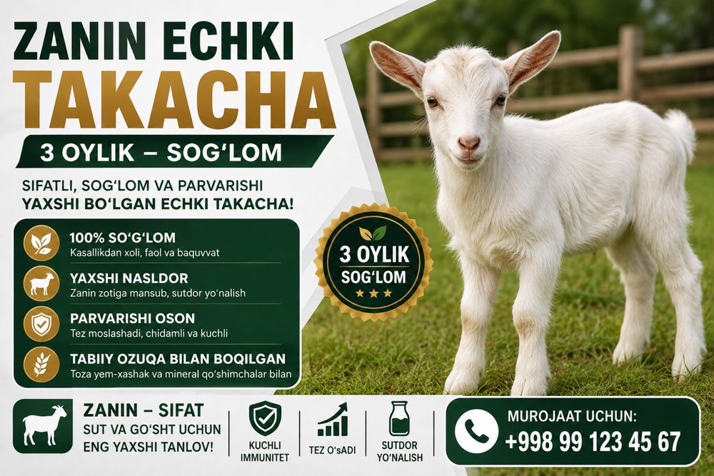 Echki zanin takacha