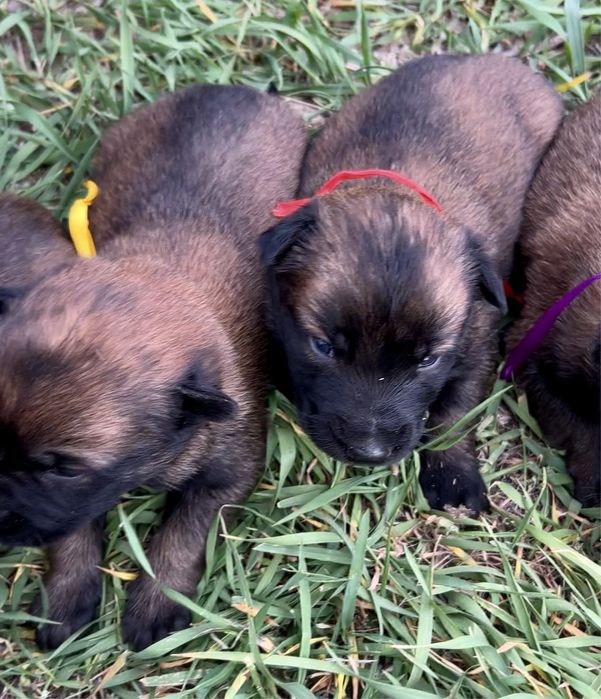 Щенки бельгийской овчарки малинуа