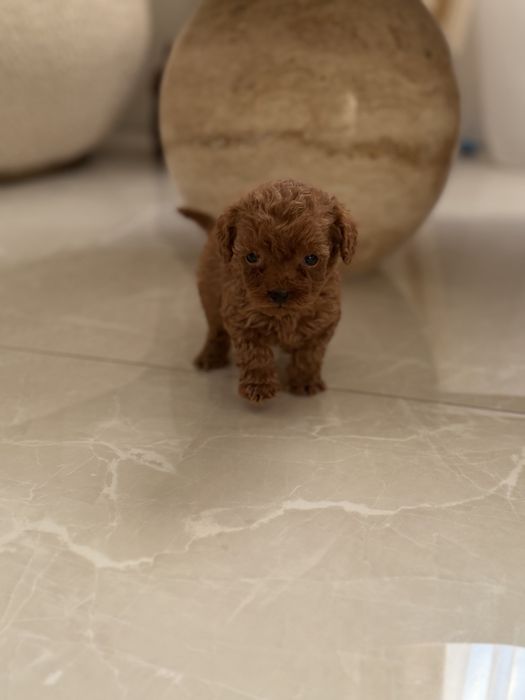 Пудел Той/Poodle Toy