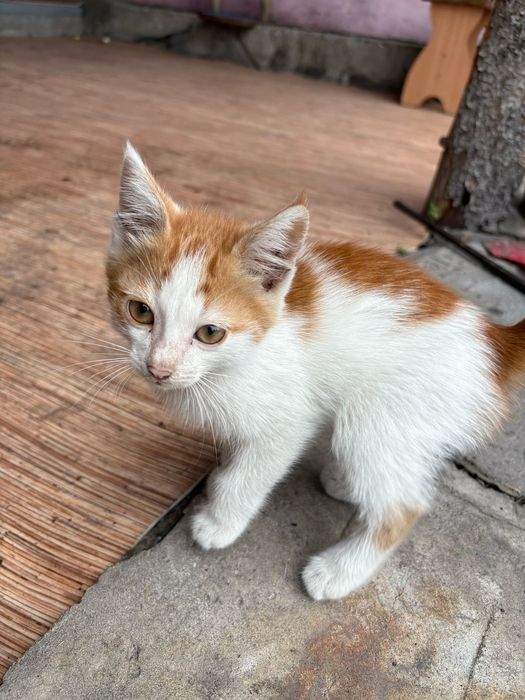 Отдам в добрые руки